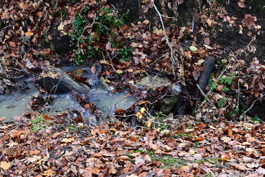 _DSC1290-1.jpg